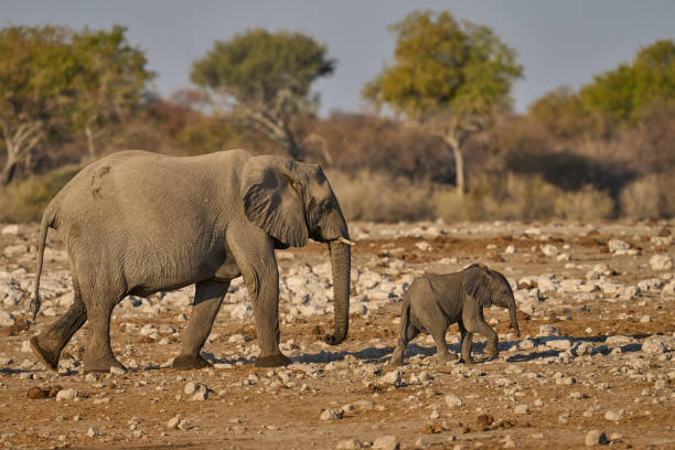 istock African elephant at a waterhole 2167274336