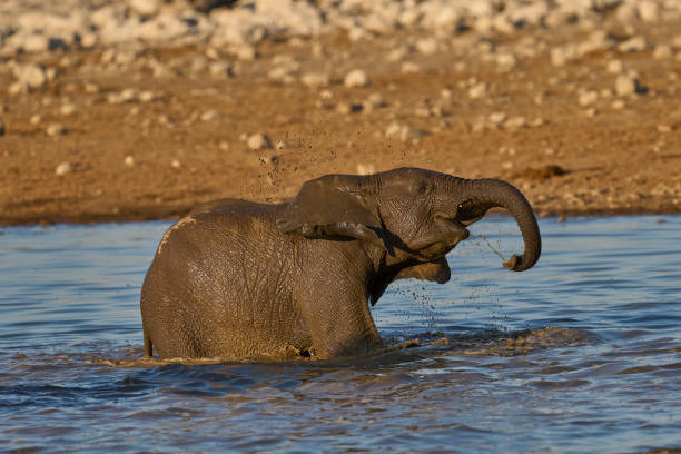 istock Elephant calf playing in water 2167274696