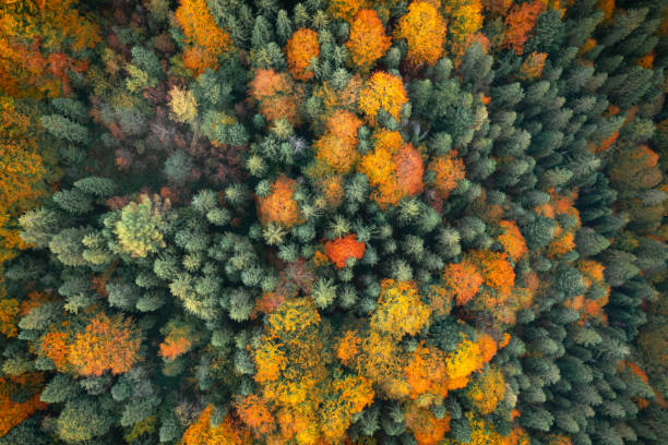 istock Orange and red autumn trees in colorful forest 2167274963