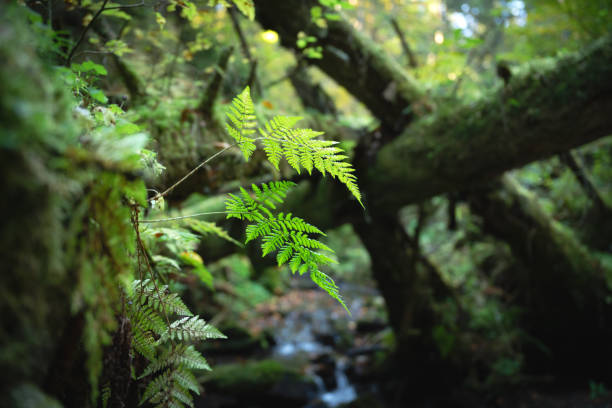Fern in the forest on a sunny spring morning, Poland