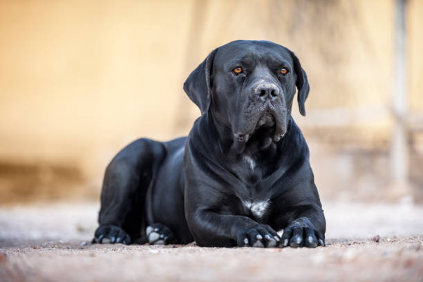 istock Black dog breed Cane Corso lies on the ground 2167276945