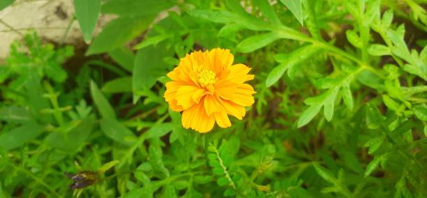 istock Orange Cosmos Sulphureus Bloom on Green Leaves Background 2167276975