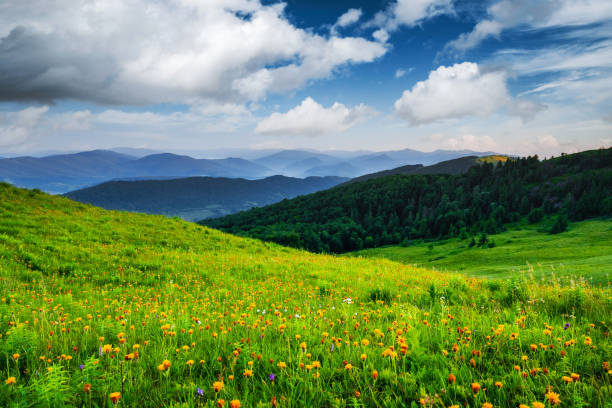 Amazing scene in summer mountains. Lush green grassy meadows in fantastic evening sunlight. Carpathians, Europe. Landscape photography