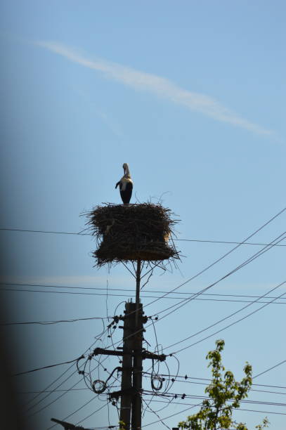 istock stork in a nest on a pole 2167278293