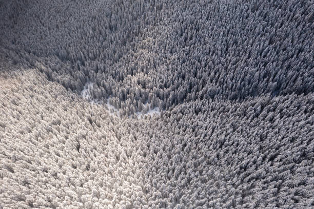 Aerial drone top down fly over winter spruce