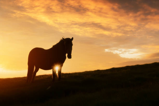 istock Horse on evening meadow in mountains valley during sunset 2167279207