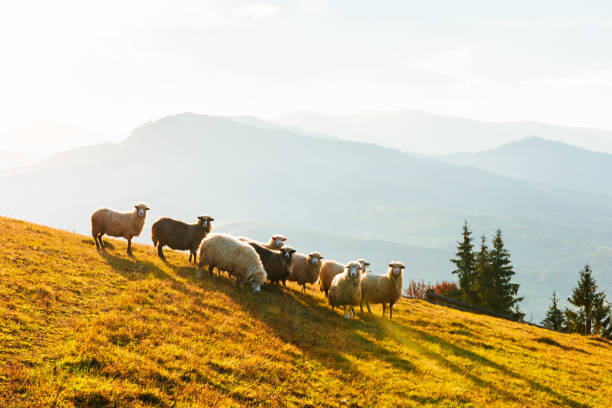 istock Herd of sheeps in autumn mountains 2167280730