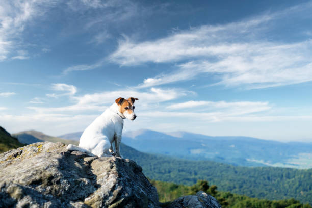 istock Alone white dog sitting on rock 2167281141