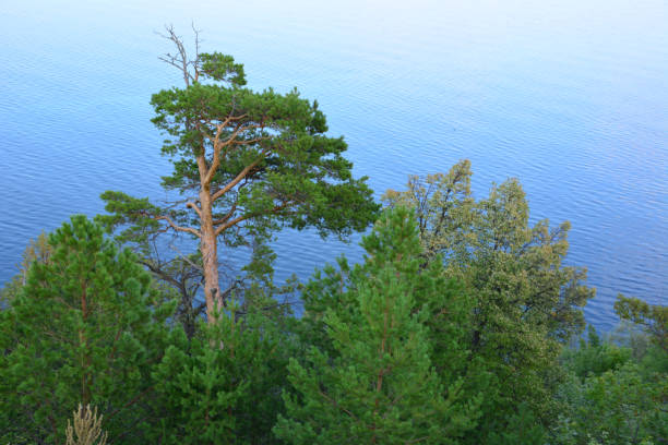 istock a pine tree with some green trees on the edge near the water 2167281711