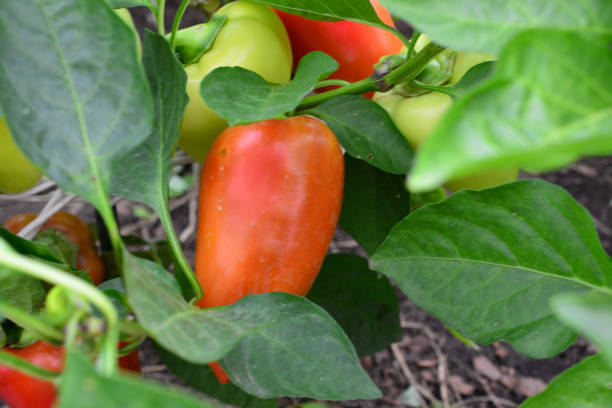 istock a plant with a red pepper on it and green leaves 2167281810