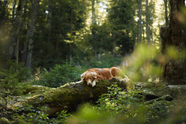 istock Nova Scotia Retriever lying on mossy log 2167282129