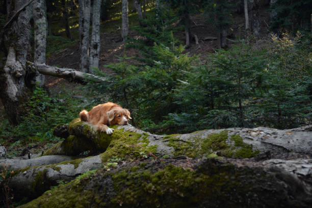 istock Retriever on mossy log in the forest 2167282133