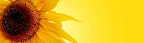 istock Sunflower on yellow background. 2167285283
