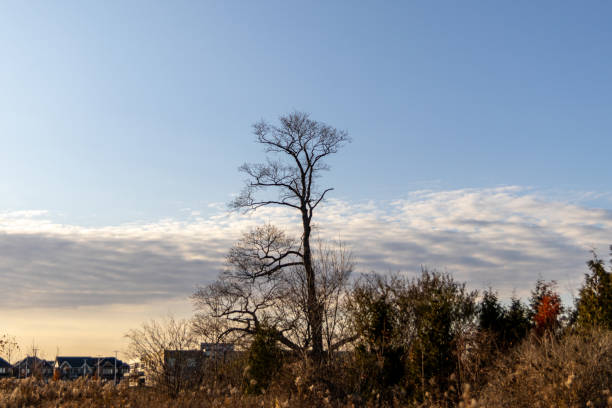 Winter tree