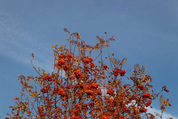 Pyracantha sp. - ornamental plant with red - yellow fruits with seeds against blue sky in garden