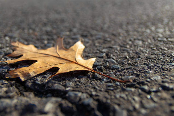 Sunlit brown oak leaf resting on textured asphalt - close-up shot capturing the intricate details of the leafs veins