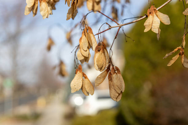 Autumnal scene with dried maple seeds hanging from a branch. Taken in Toronto, Canada.