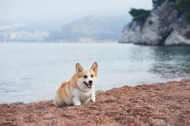 A Corgi rests on the sandy shore with a scenic coastal background. The calm water adds to the relaxing mood of the scene.