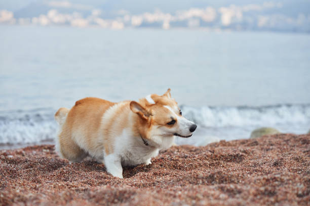 A Corgi stands on the beach facing the sea, as if enjoying the breeze coming from the water. The scene is dynamic, capturing the energy of the dog.