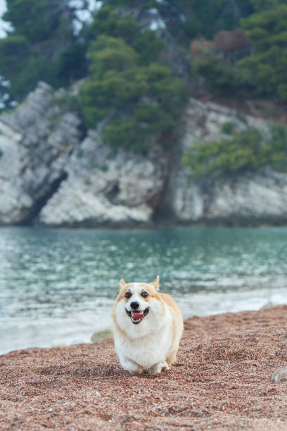 istock Corgi Sitting on the Beach 2167286742