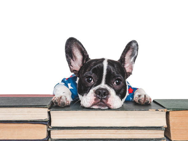 istock Cute puppy and old books. Studio shot 2167287129