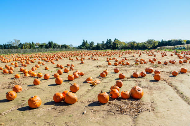 istock Pumpkins for picking in a field on a sunny autumn day 2167287150