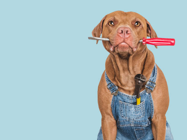 istock Cute puppy, denim overalls and screwdriver. Studio shot 2167287155
