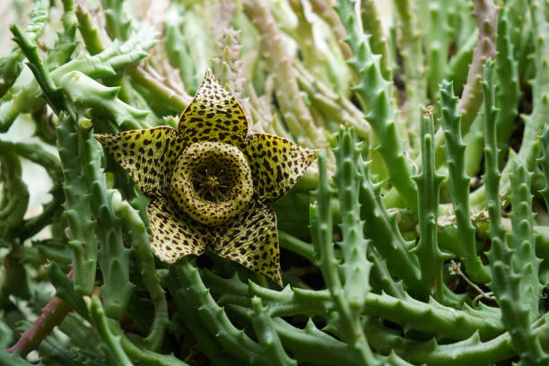 Photo Picture of a Tropical Cactus Texture Background