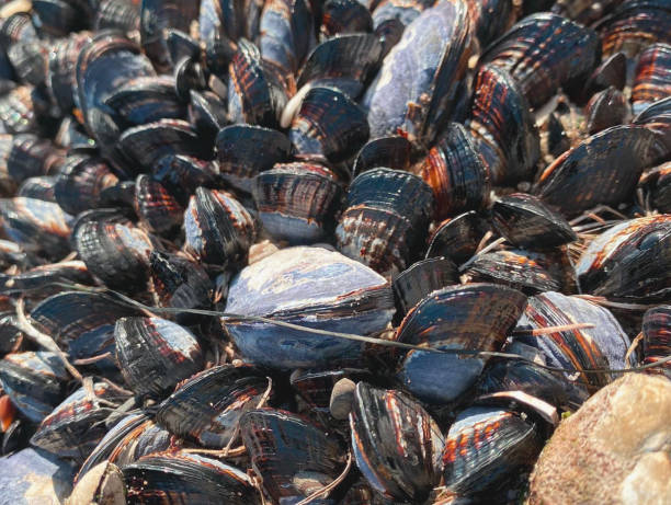 istock Mussels on the rock at low tide 2167288660