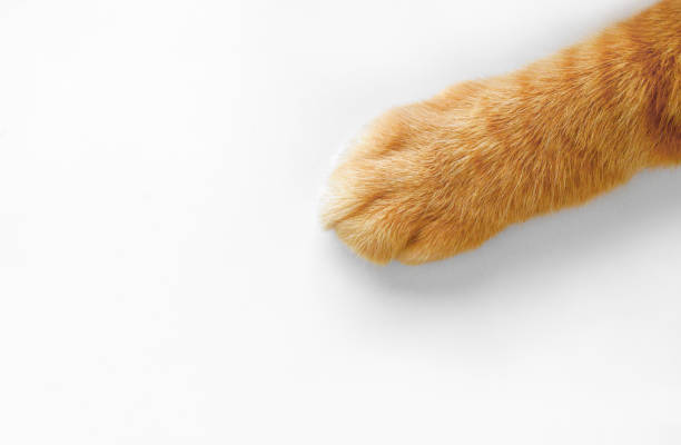 istock Ginger cat paw. Happy tabby cat. 2167289171