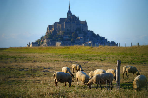 istock sheeps eating grass away from Mont Saint-Michel 2167289634