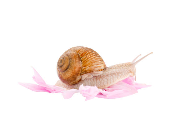 snail on flower petals isolated on white, cosmetics, skin care