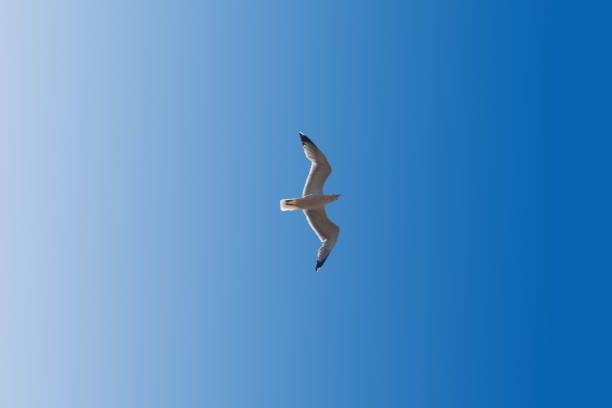 A white seagull soaring against a clear blue sky on a sunny summer day. Ideal for content about travel, tourism and south sea birds.
