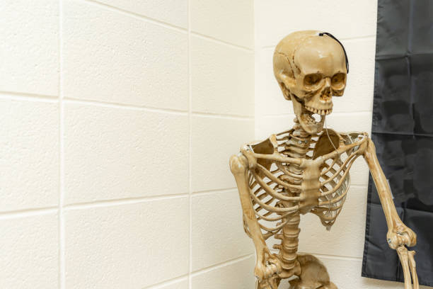 istock Skeleton sitting on chair in a typical science classroom. 2167292049