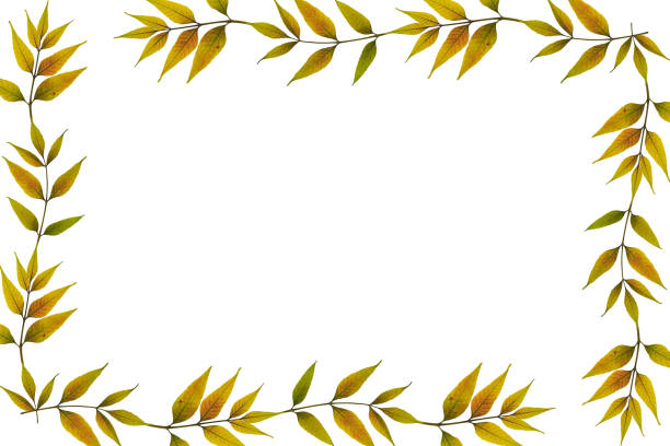 Dry pressed leaves of ash tree as a frame isolated on white background. Design element for creating collage or design, cards and invitations. Pressed floristry (oshibana). Overlay background.
