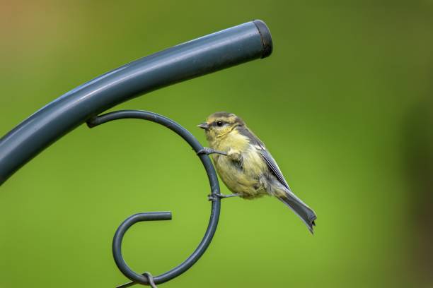 A juvenile Blue tit, Cyanistes caeruleus, perching on a metal spiral