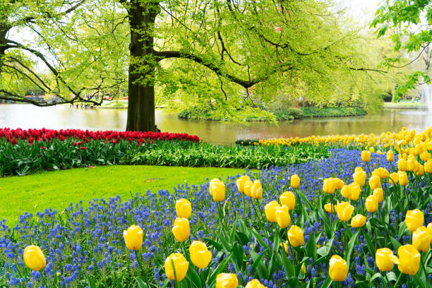 istock fresh lawn with flowers 2167295503