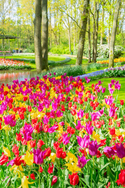 istock Rows of tulip flowers 2167295632
