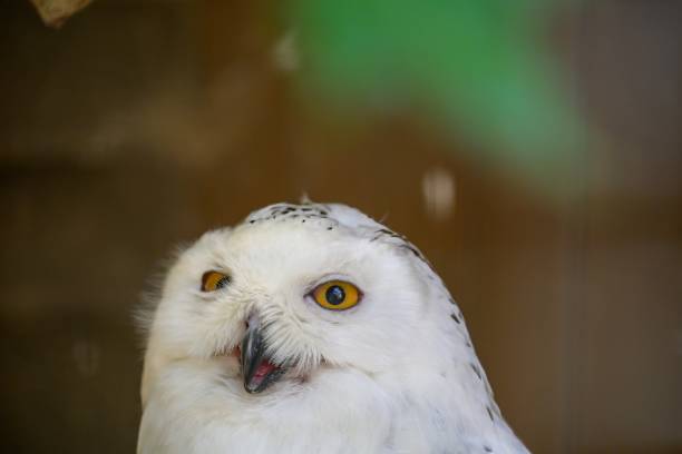 A snowy eye, Bubo scandiacus, mid squark, with its beak open