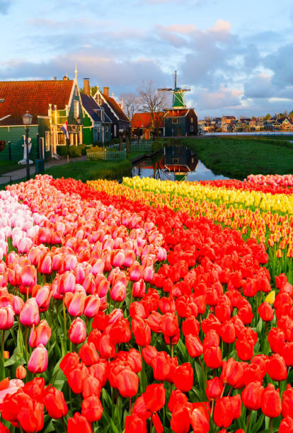 istock skyline of old town Zaanse Schans 2167298320