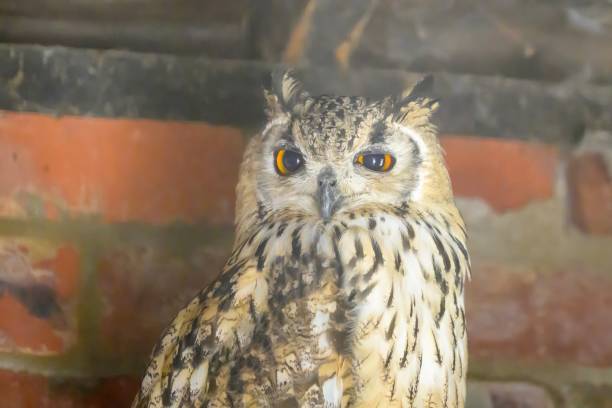 istock A Eurasian Eagle Owl, Bubo bubo, partially winking, against a red brick wall 2167298360