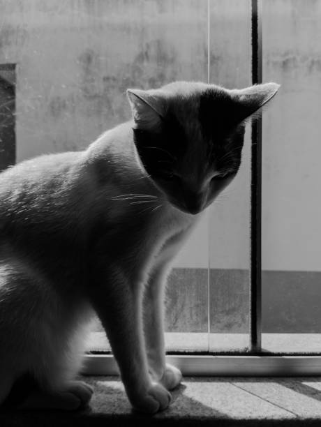 istock White cat sitting in the window 2167300309