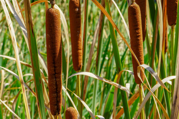 istock Brown cob marsh grass cattail on the river bank. 2167301659