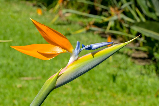 Close up view of the Madeira Agapanthus or Strelitzia flower