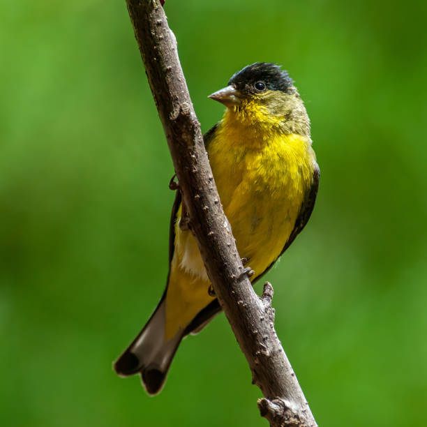 The Lesser Goldfinch (Spinus psaltria) is a very common member of the finch family in parts of the American West.  It frequents open brushy country where there are thickets and trees close to open weedy fields.  Small flocks of Lesser Goldfinches are often found feeding in weedy fields or in streamside trees.  Their diet consists mostly of seeds with some insects.  This male Lesser Goldfinch was photographed while perched in a tree in Flagstaff, Arizona, USA.