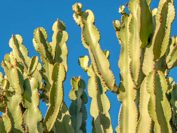 istock Green branches of cactus. 2167302325