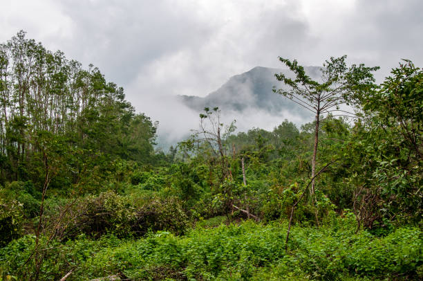 View of the lush and impenetrable jungle of the Vitnamite mountains, with low clouds and rising mists