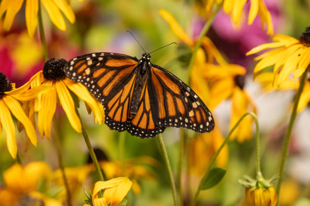 istock Monarch Butterfly in Garden 2167303825