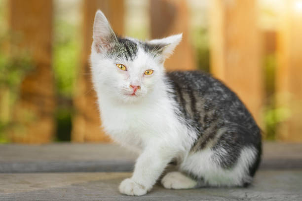 red Cat smelling a dandelion flower, kind green eyes, Little kitten. Portrait cute red ginger kitten. happy adorable cat
