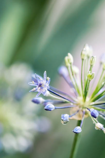 istock Ornamental Onion Flower close-up 2167304277